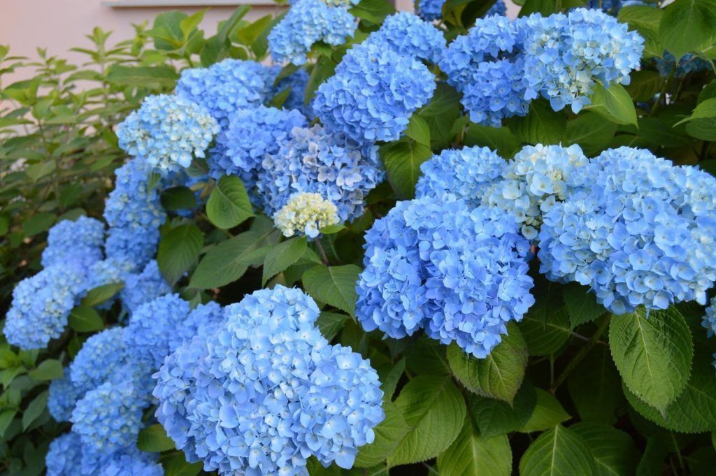 flores3